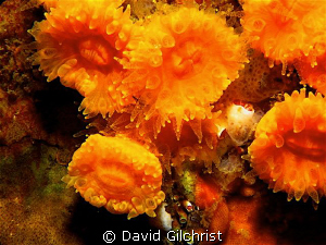 A splash of color in the 'Emerald Sea', Orange Cup Corals... by David Gilchrist 